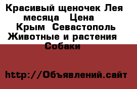 Красивый щеночек Лея. 3 месяца › Цена ­ 1 - Крым, Севастополь Животные и растения » Собаки   